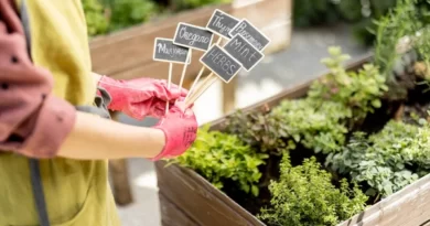 The Complete Guide to Growing Aromatic Herbs in Pots