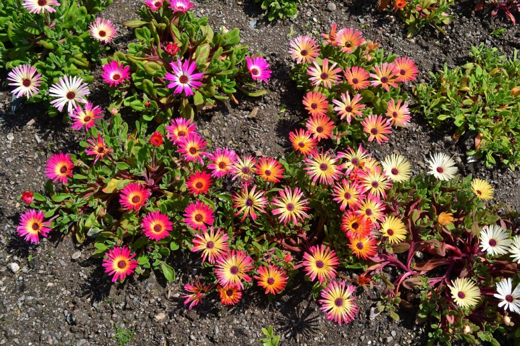 Tips and Tricks for the Best Cactus and Succulent Garden