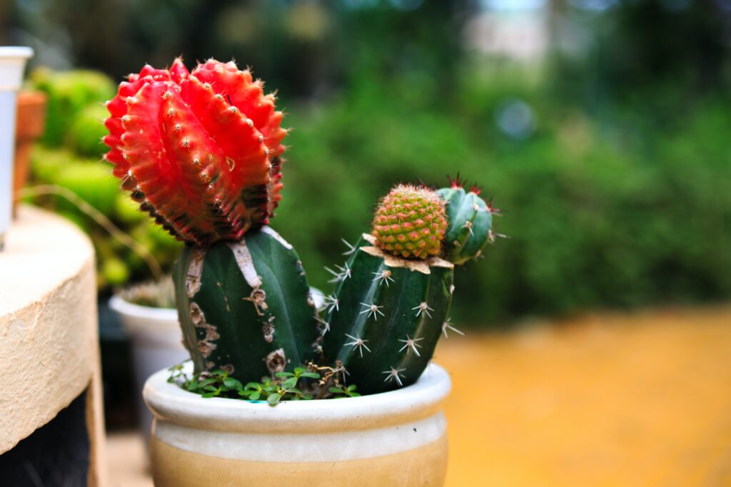 Tips and Tricks for the Best Cactus and Succulent Garden