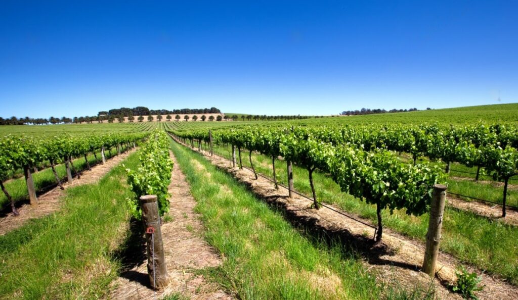 Barossa Valley is one of Australia's oldest wine regions
